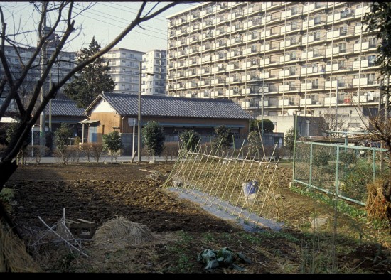 Market Gardening