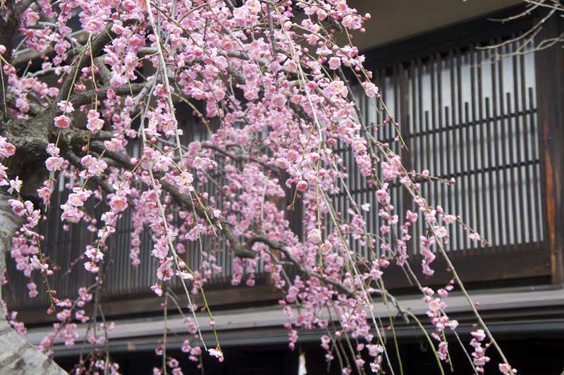 The Graying of Japan